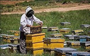 رتبه نخست آذربایجان غربی در تولید عسل در کشور