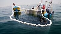 صید ۱۴ هزار تن ساردین ماهی در بندر جاسک