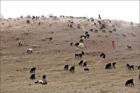 کاهش ۵۹ درصدی تولید علوفه در مراتع خراسان جنوبی