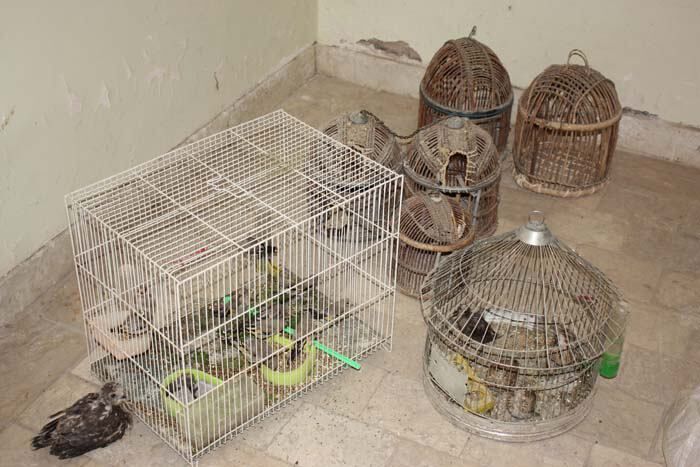 جلوگیری از  خروج ۵۷ قطعه چکاوک از کشور در مرز دوغارون