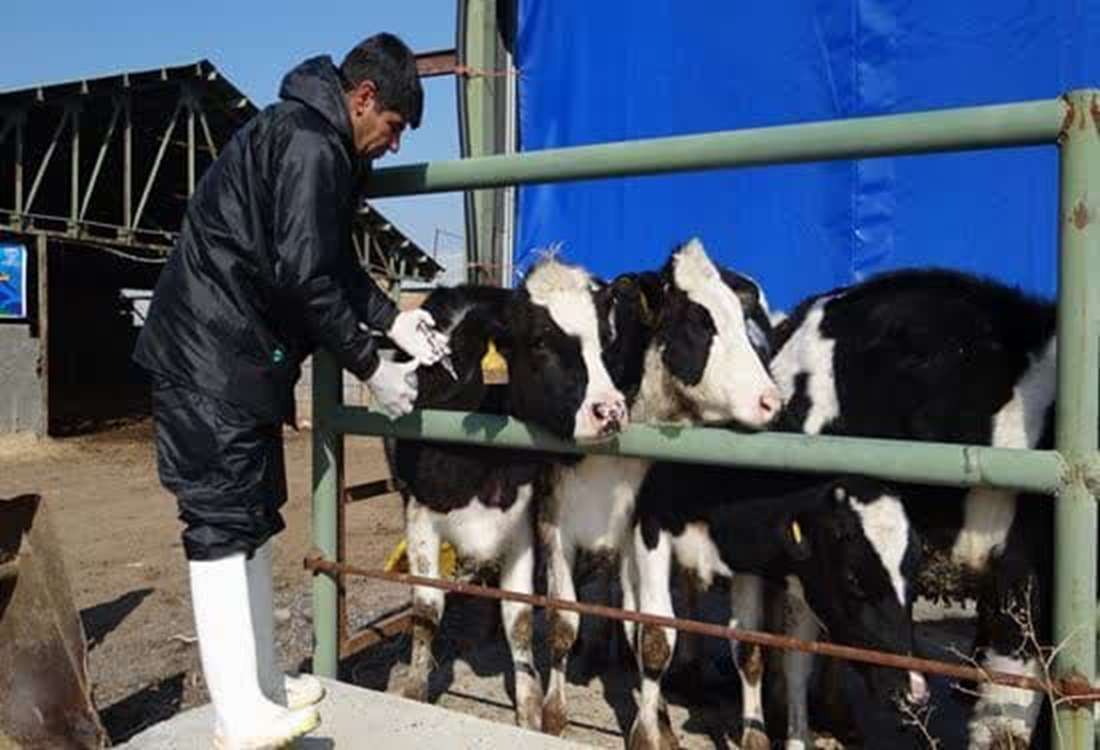 آغاز  ایمن سازی دامهای آذربایجان غربی دربرابر لمپی اسکین و بروسلوز