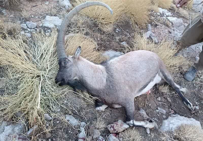 کشف لاشه کل وحشی از شکارچیان غیرمجاز در رودان