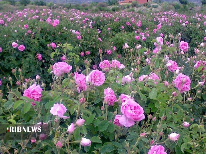 آغاز برداشت گل محمدی از ۵۰ هکتار از گلزار‌های خراسان شمالی