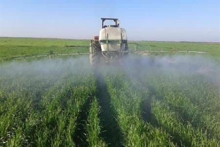 ۲۶۱ هکتار از مزارع آذربایجان غربی علیه بیماری زنگ زرد غلات سم پاشی شد ۲۶۱ هکتار از مزارع آذربایجان غربی علیه بیماری زنگ زرد غلات سم پاشی شد