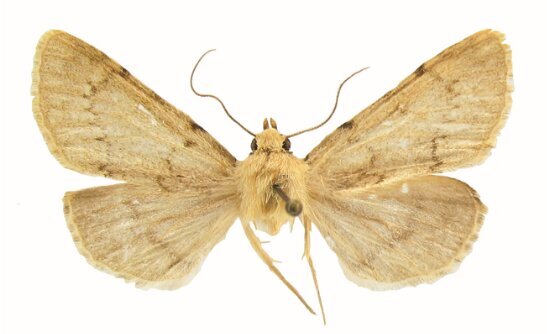 نامگذاری یک گونه جدید پروانه به نام یک دکتر خوزستانی نامگذاری یک گونه جدید پروانه به نام یک دکتر خوزستانی