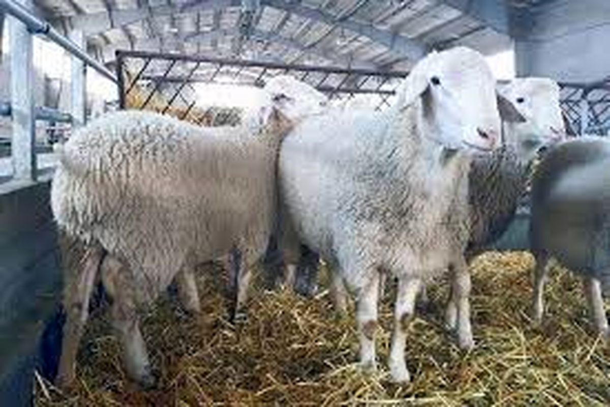 اجرای اصلاح نژاد ۶۱۰۰ راس دام در خراسان شمالی اجرای اصلاح نژاد ۶۱۰۰ راس دام در خراسان شمالی