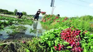 کشت ۶ هزار هکتار محصول، با روش نشایی در زنجان