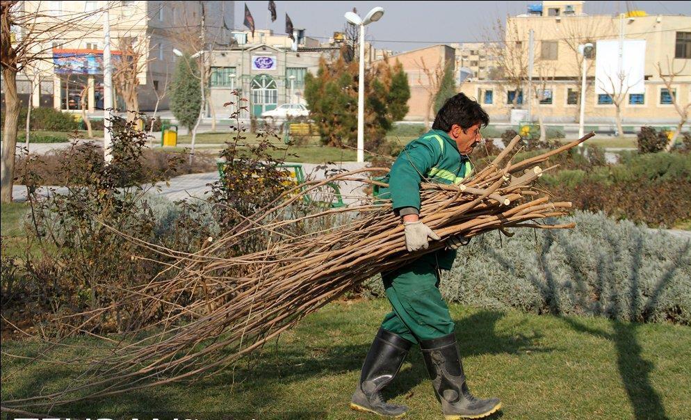 هرس بیش از ۱۰۰ هزار اصله درخت در شهر بجنورد