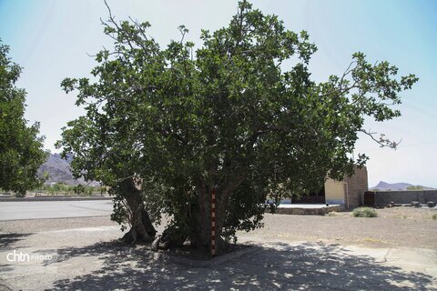 ثبت ملی درختان کهنسال روستای خنامان رفسنجان