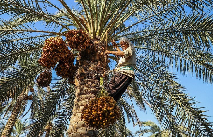 برداشت ۲۰۰ هزار تن محصول از نخلستان‌های استان بوشهر