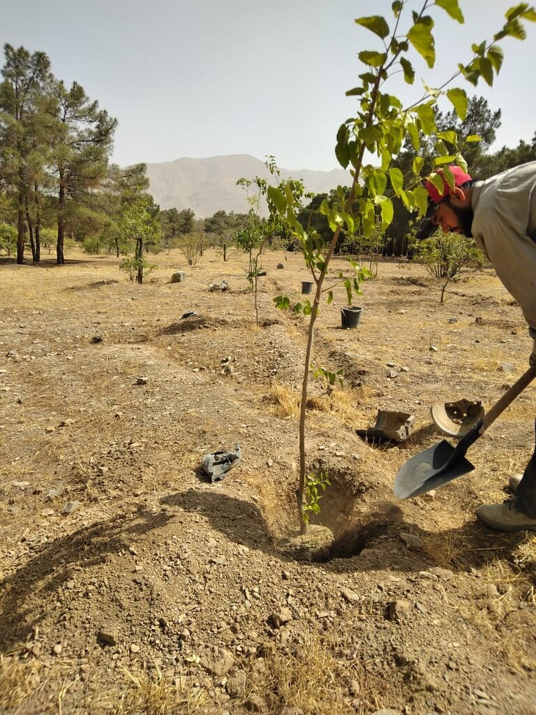 کاشت چهار هزار اصله نهال توسط دوستداران طبیعت در بوکان