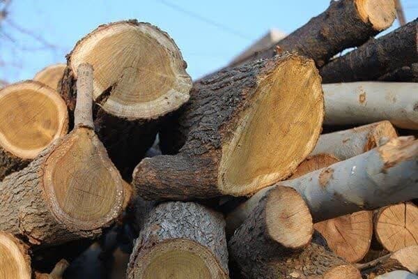قاچاق چوب در بوکان با همراهی مردم محلی