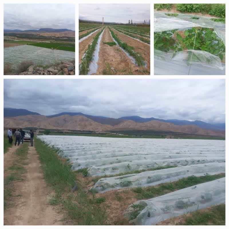 کشت تونلی گوجه فرنگی در شهرستان طارم کشت تونلی گوجه فرنگی در شهرستان طارم