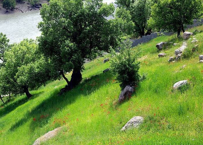 ۷۰۰ هزار هکتار از مراتع آذربایجانغربی در اختیار عشایر و بهرهبرداران است ۷۰۰ هزار هکتار از مراتع آذربایجانغربی در اختیار عشایر و بهرهبرداران است