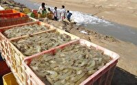 برداشت بیش از هزار تُن میگو از مزارع پرورش شهرستان سیریک