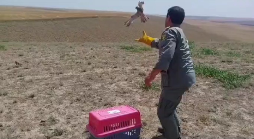 رهاسازی ۵ بهله دلیجه در شهرستان پارس آباد و بیله سوار