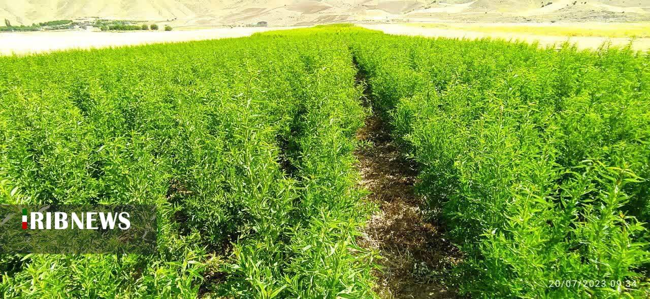تولید بیش از ۶ میلیون اصله نهال توسط بخش خصوصی در لرستان تولید بیش از ۶ میلیون اصله نهال توسط بخش خصوصی در لرستان