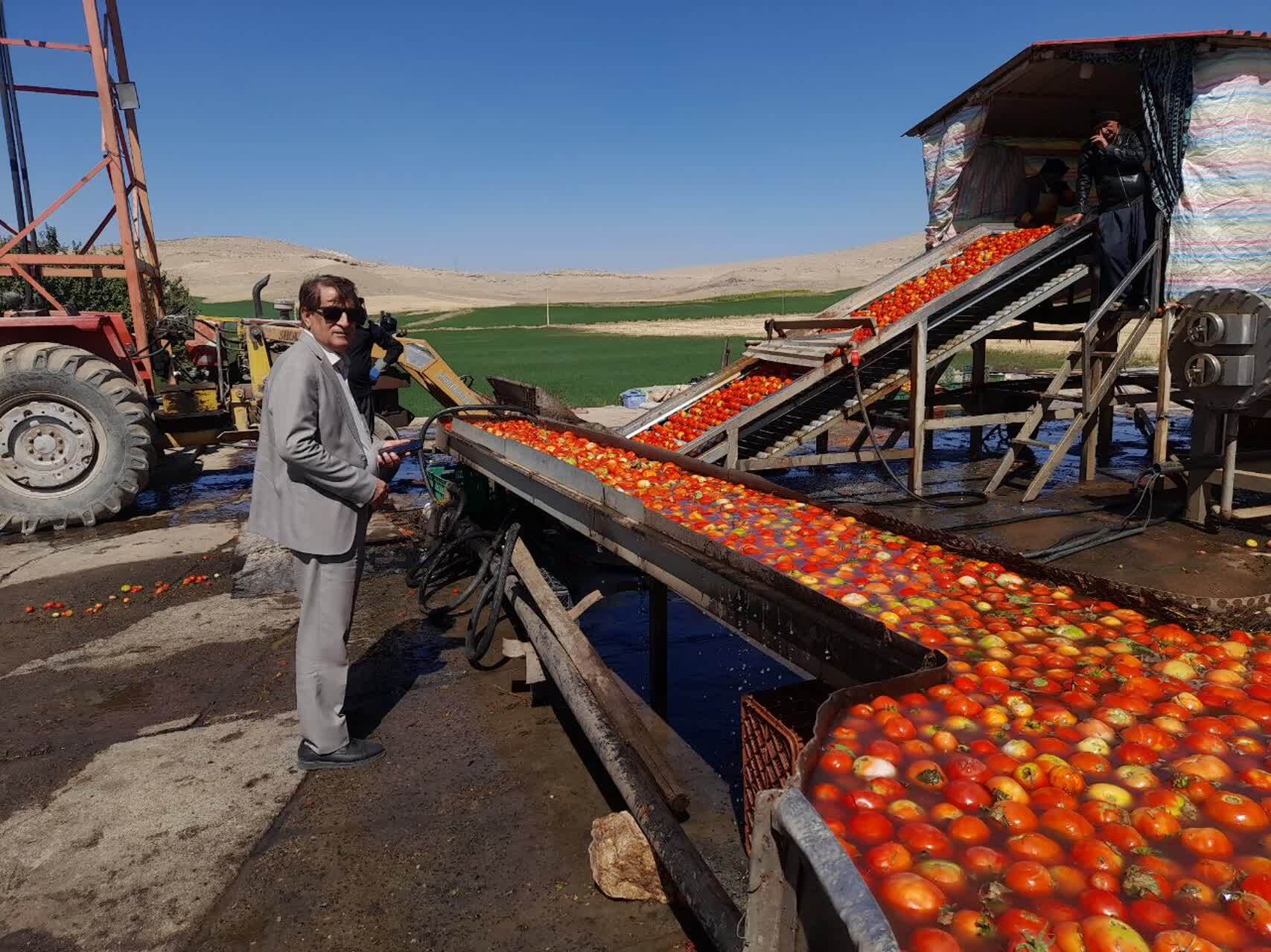 روند جذب گوجهفرنگی توسط کارخانجات رب استان مطلوب است روند جذب گوجهفرنگی توسط کارخانجات رب استان مطلوب است