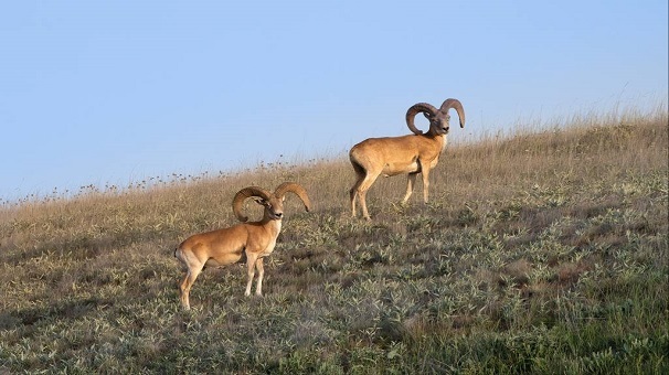 آغاز سرشماری پاییزه حیاتوحش در پارک ملی و ذخیرهگاه زیستکره گلستان آغاز سرشماری پاییزه حیاتوحش در پارک ملی و ذخیرهگاه زیستکره گلستان