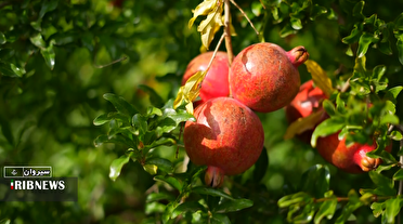 آغاز برداشت انار در سیروان