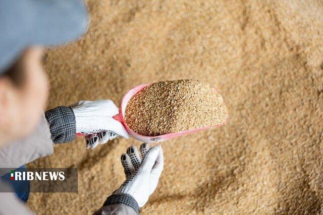 توزیع ۶۱ هزار تُن نهاده دامی در آذربایجان شرقی توزیع ۶۱ هزار تُن نهاده دامی در آذربایجان شرقی