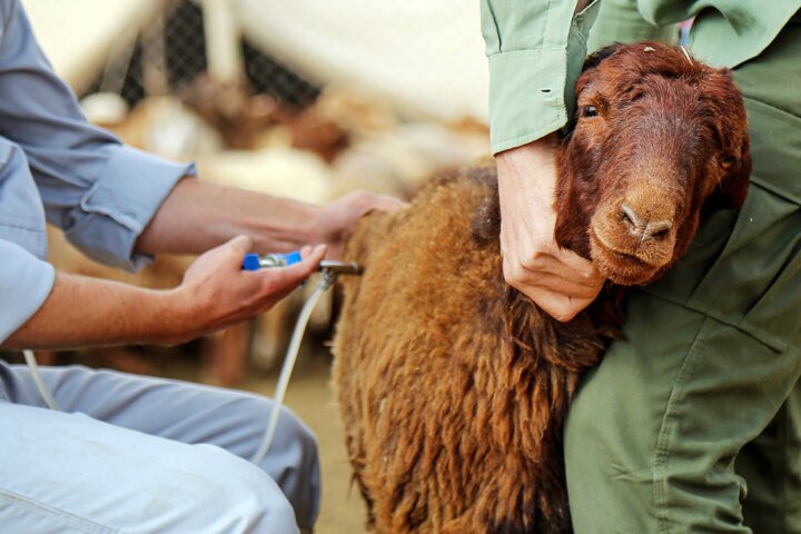 مایه کوبی ۳۰ درصد از دام‌های آذربایجان‌غربی علیه تب برفکی