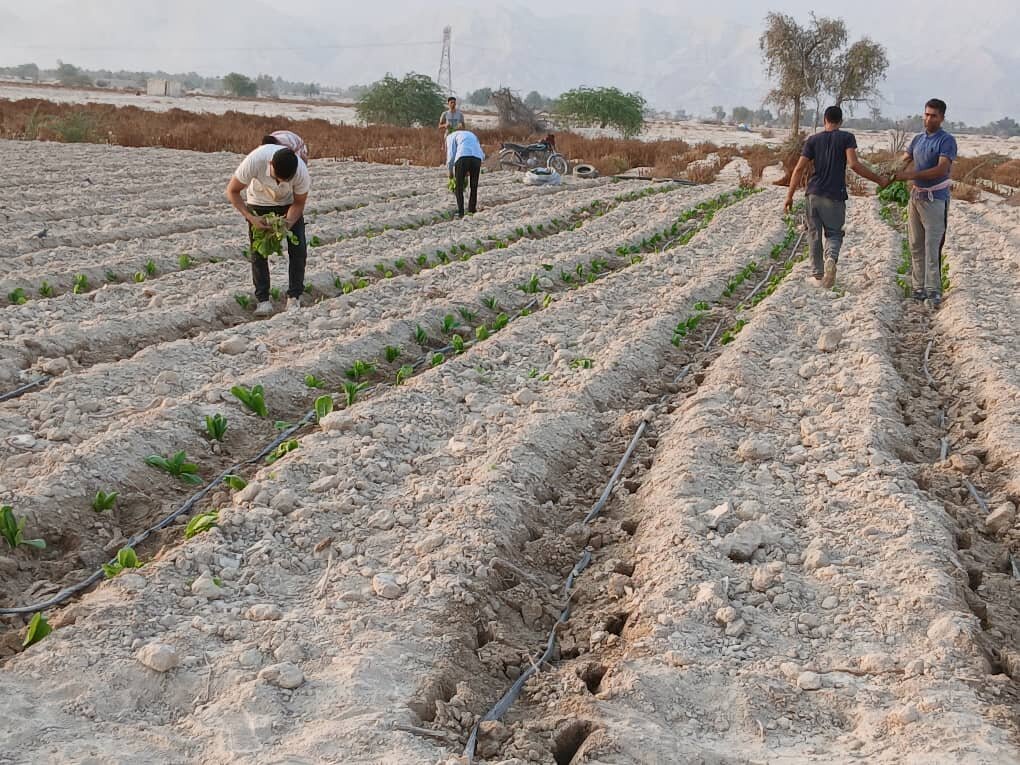 آغاز کشت تنباکو در شهرستان پارسیان