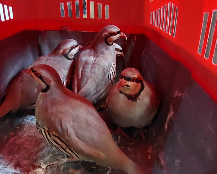 کشف و ضبط کبکهای وحشی در لردگان کشف و ضبط کبکهای وحشی در لردگان