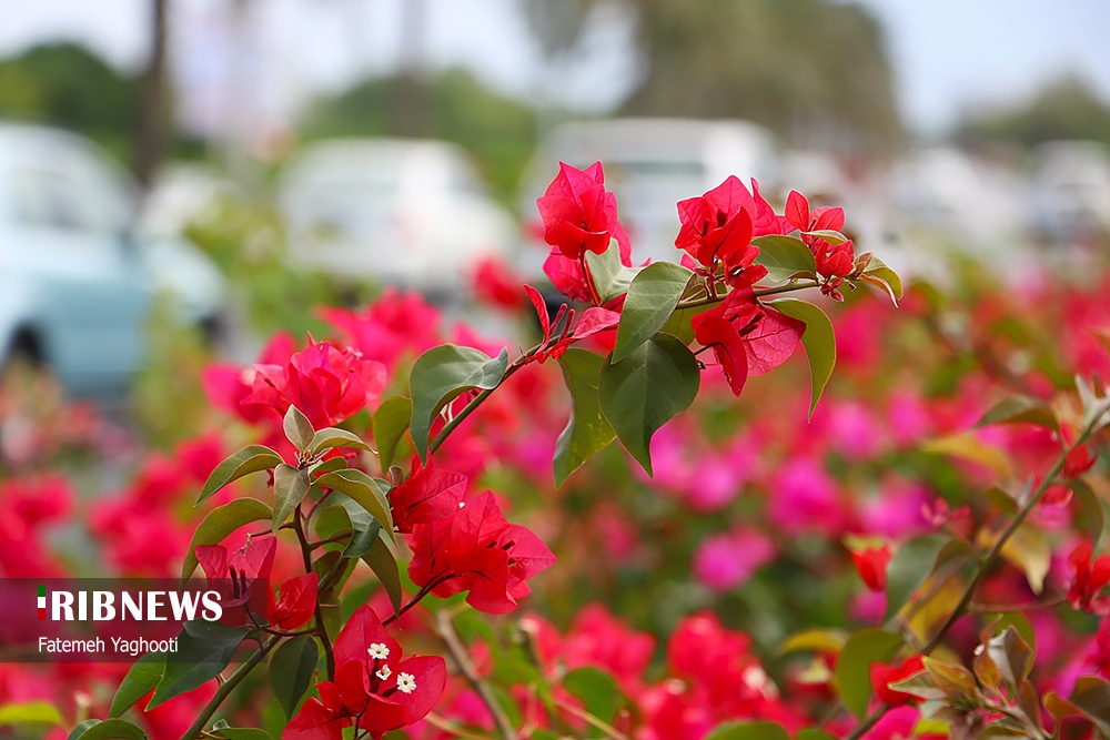 گذر و افزایش ابر در آسمان هرمزگان از بعدازظهر امروز، ۱۲ آذر
