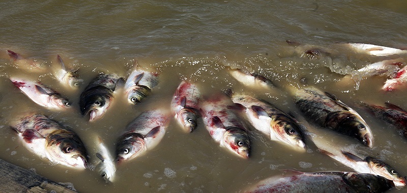 ارزیابی دلیل مرگ آبزیان در یکی از زهکشهای اندیمشک ارزیابی دلیل مرگ آبزیان در یکی از زهکشهای اندیمشک