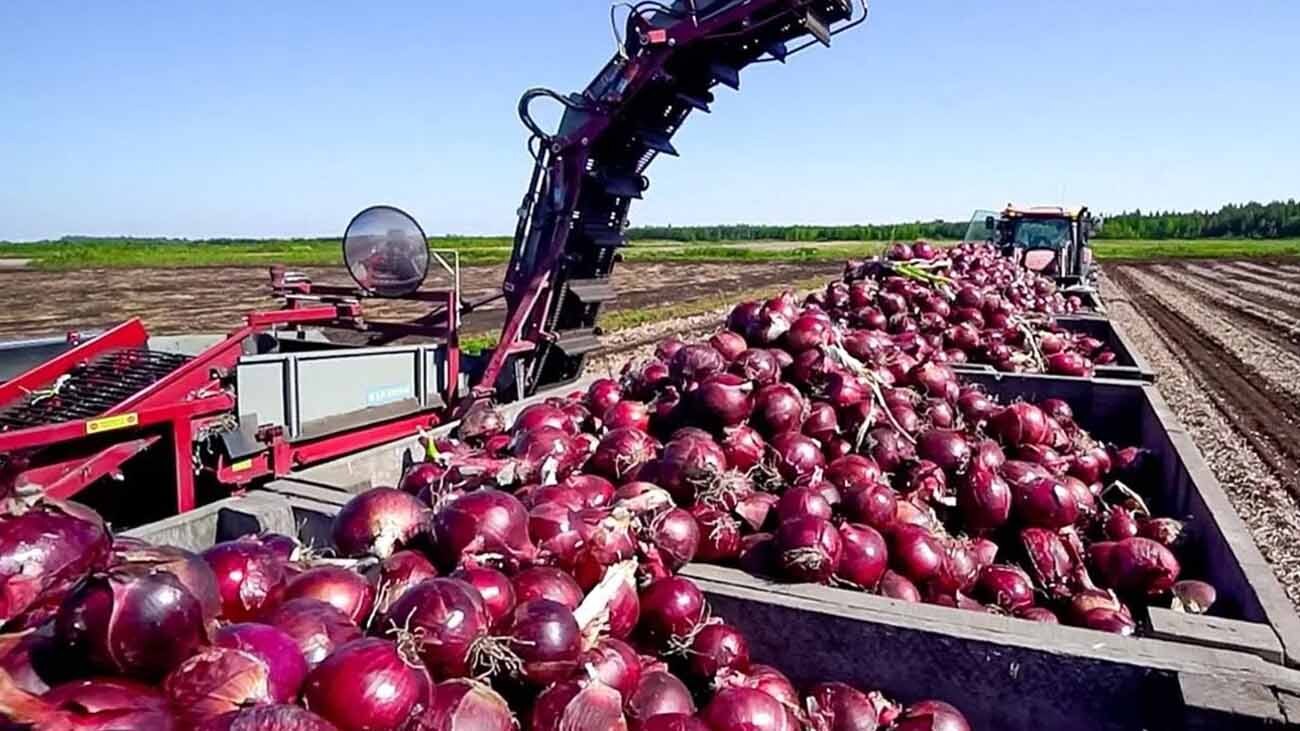 آغاز برداشت پیاز قرمز از مزارع شهرستان تفت آغاز برداشت پیاز قرمز از مزارع شهرستان تفت
